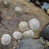 2014-06-01 12.51.08  Shells on the causeway